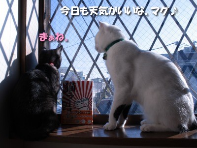 猫ラーメンって知ってる？１