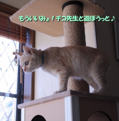 ビィあきらめる