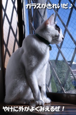 チコリ先生外を見る