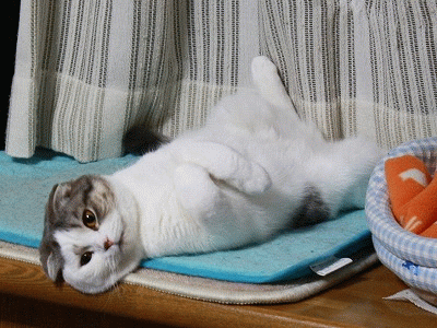 ラッコなソーナ