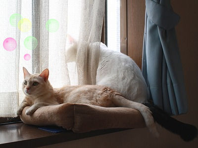 なかよしチコリとビィ