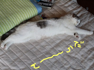 びよーんとのびたソーナ