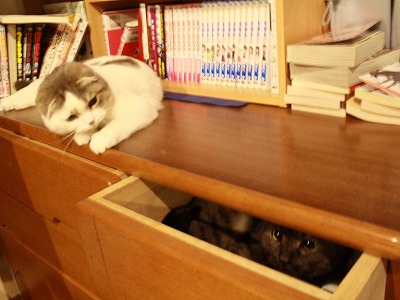 引き出し猫