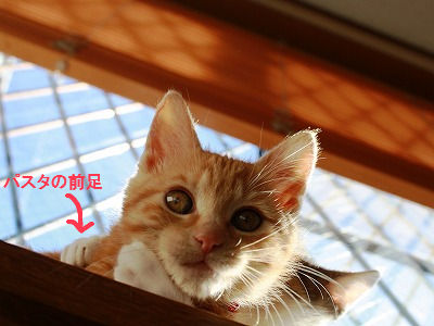 チャトラとパスタ