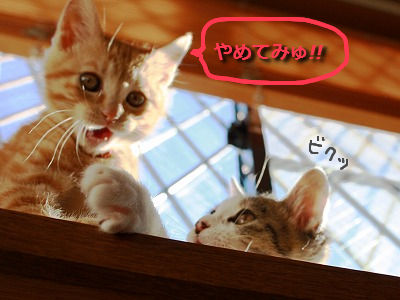 チャトラとパスタ