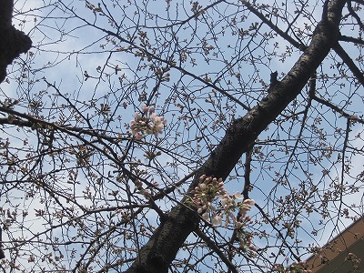 桜の開花