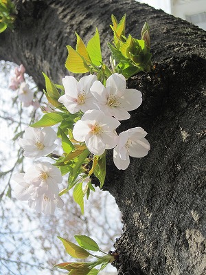 桜の開花