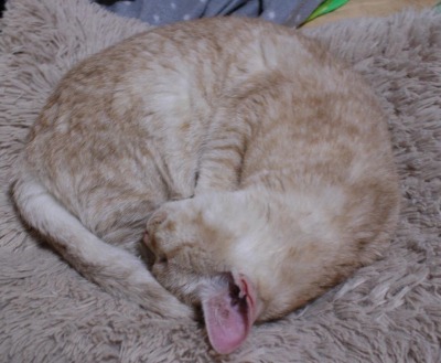 帰ってきたビィ