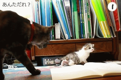 マグマとパスタ