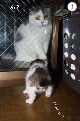 ソーナとパスタ