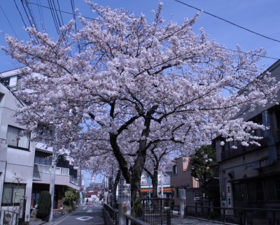 立会緑道の桜