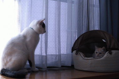 チコリ先生の様子見