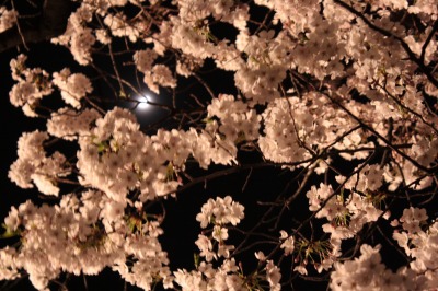 立会緑道の桜
