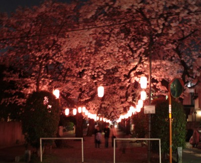 碑文谷八幡神社の桜