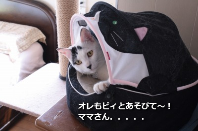 チコリあそびてー!!