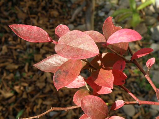 ブルーベリーの枝