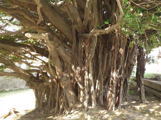 ガジュマルの木