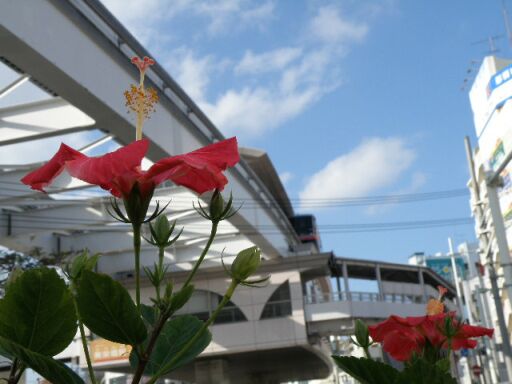 ゆいレールとハイビスカス