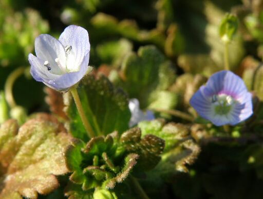 オオイヌノフグリ