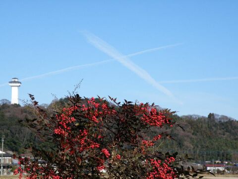 ナンテンと飛行機雲