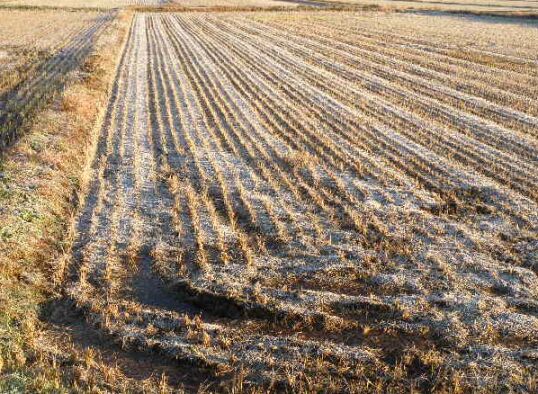 霜の田
