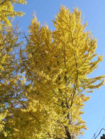 青空とイチョウ