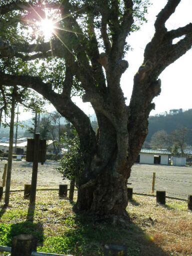 ヒイラギモクセイ1