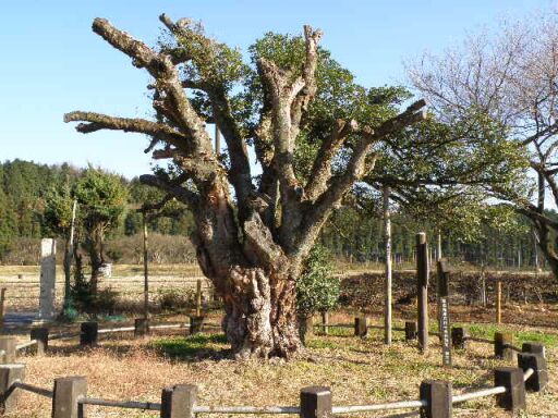 ヒイラギモクセイ3