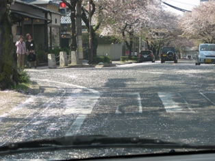 桜の海