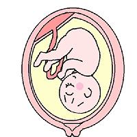 正常な胎盤の位置