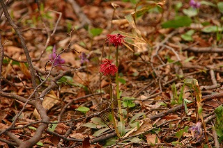 s-s-36 シシナゴ山　ショウジョウバカマ.jpg