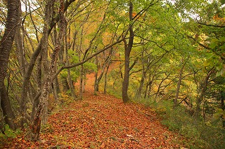 s-s-25 達居森　雑木林の尾根道.jpg