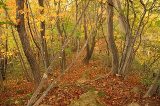 s-s-25 達居森　旧登山道.jpg