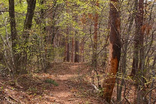 s-s-37 鹿狼山　山腹.jpg