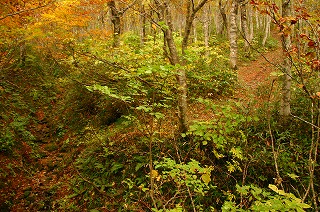 s-s-55 南雁戸山　ブナ林.jpg