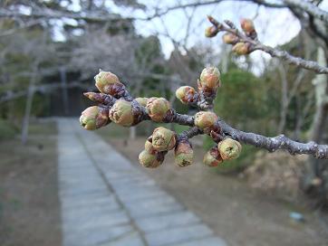 桜つぼみ.JPG