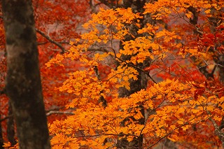 s-s-16荒雄岳紅葉.jpg