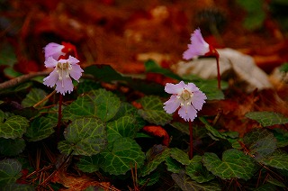 蕃山　イワウチワ