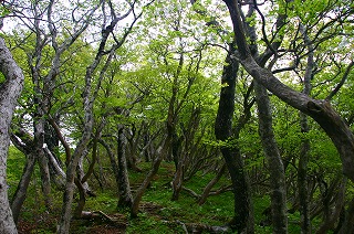 s-s-5大柴山　ゴヨウツツジ森.jpg