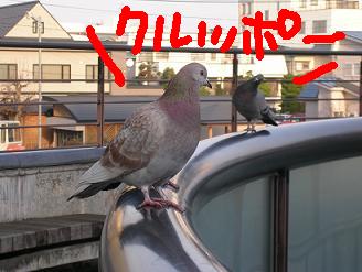 はと（ラクガキ入り）