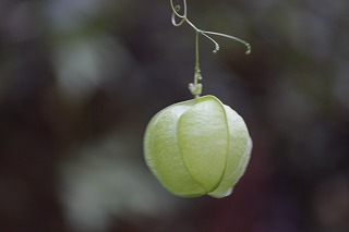 フウセンカズラ