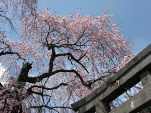 虚空蔵尊の枝垂桜