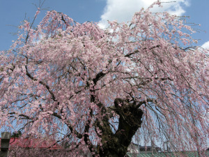 岸野家の枝垂桜