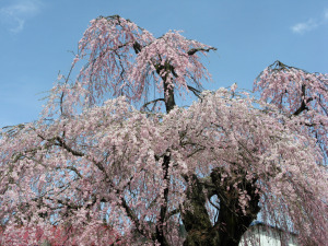 岸野家の枝垂桜