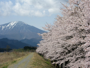 男体山と円山公園の桜