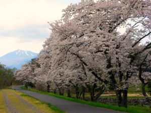大谷川左岸の桜並木も立派です！