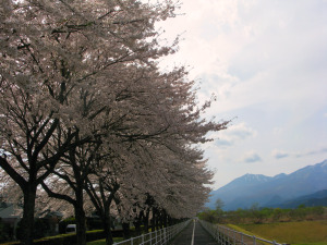 大谷川右岸の桜並木