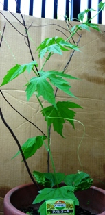 20110629goya.JPG