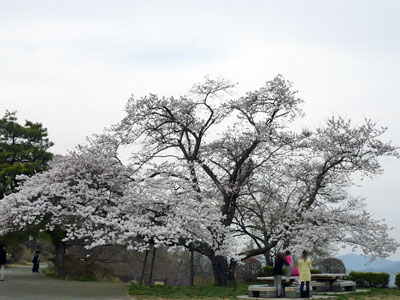 美の山山頂