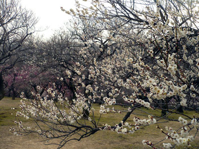 森林公園の梅1